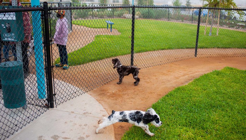 can you bring dogs to discovery park