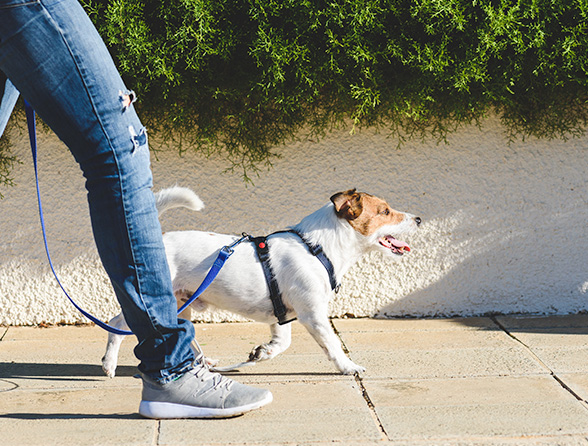 a person walking a jack russell terrier