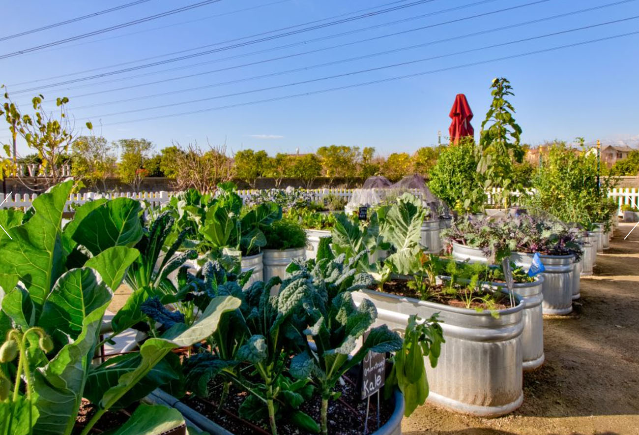 Community Garden - The Preserve at Chino